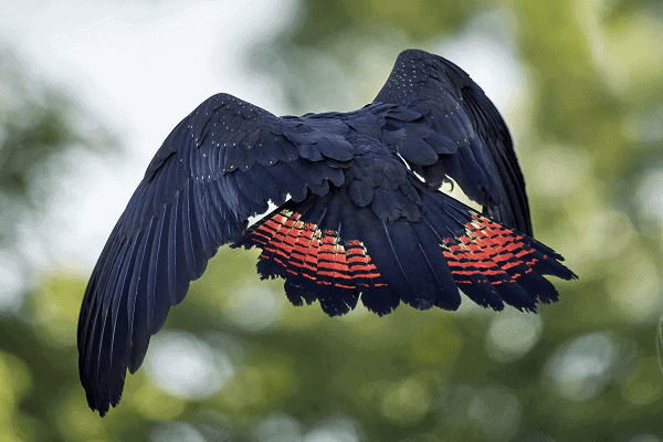 Red-tailed Black Cockatoo