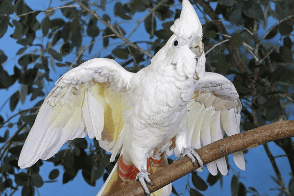 Red-vented Cockatoo