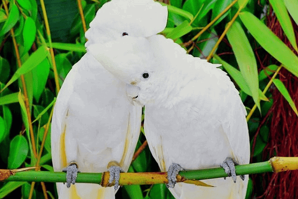 Solomons Cockatoo