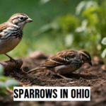 Sparrows in Ohio