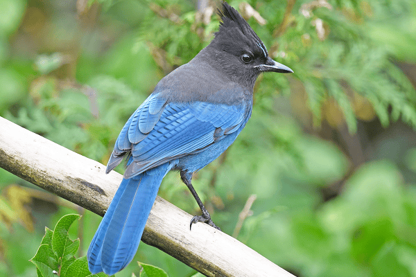 Steller's Jay