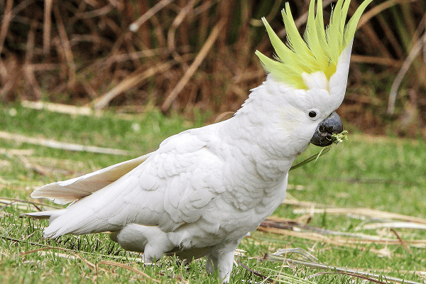 Sulphur-Crested Cockatoo