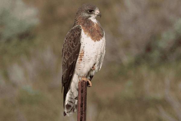 Swainson’s Hawk