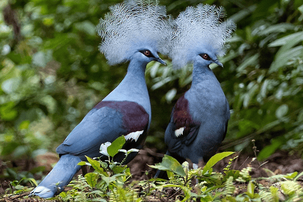 Western Crowned Pigeon