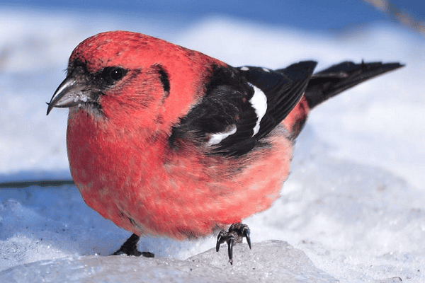 White-winged Crossbill