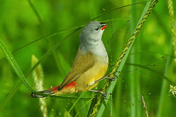 Yellow-bellied Waxbill