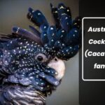 types of Australian Cockatoos