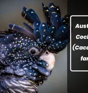 types of Australian Cockatoos