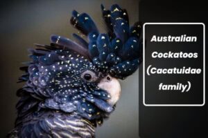 types of Australian Cockatoos