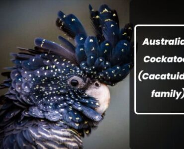 types of Australian Cockatoos