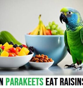 Can Parakeets Eat Raisins