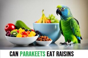 Can Parakeets Eat Raisins