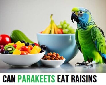 Can Parakeets Eat Raisins