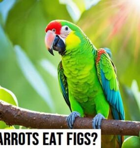 Can Parrots Eat Figs