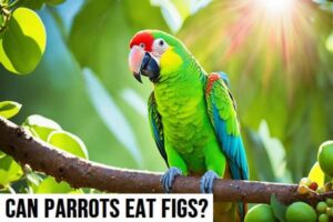 Can Parrots Eat Figs