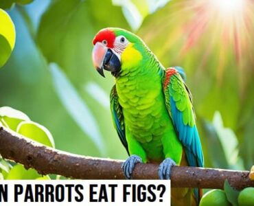 Can Parrots Eat Figs