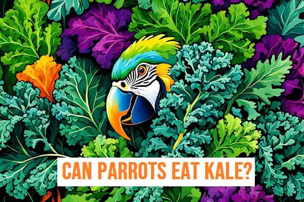 Can Parrots Eat Kale