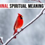 Cardinal Spiritual Meaning