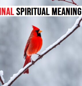 Cardinal Spiritual Meaning