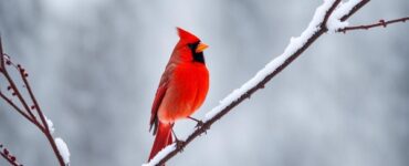 Cardinal Spiritual Meaning