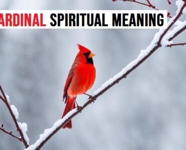 Cardinal Spiritual Meaning