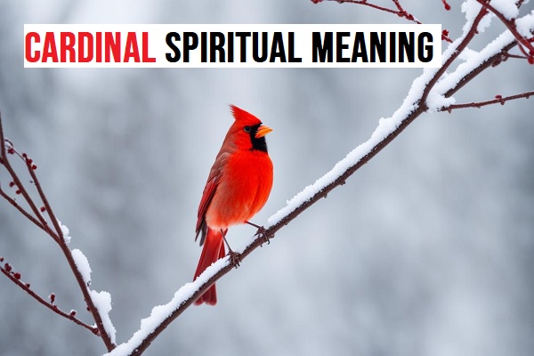 Cardinal Spiritual Meaning