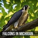 Falcons in Michigan