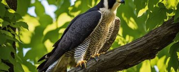 Falcons in Michigan