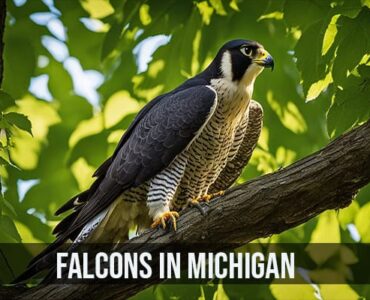 Falcons in Michigan