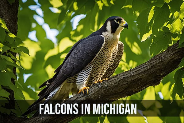 Falcons in Michigan