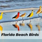 Florida Beach Birds