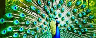 Why Peacocks Spread Their Feathers