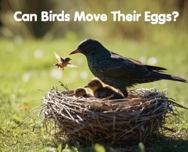 Can Birds Move Their Eggs